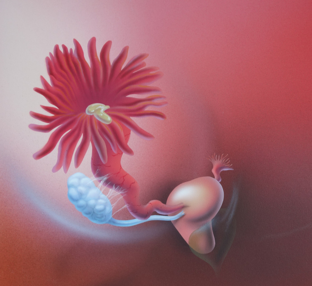 fallopian-tube